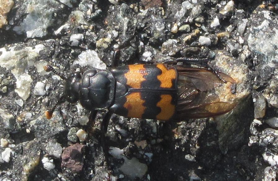 Nicrophorus fossor?